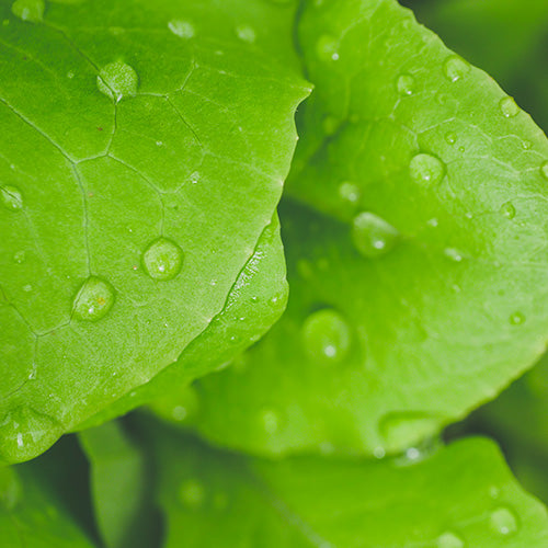 Le Sérum Anti-âge Sandrine™ + La crème de jour