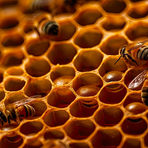 Le Sérum Anti-âge Sandrine™ + La crème de jour